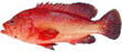 Red Grouper