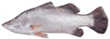Barramundi