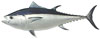 Bluefin Tuna