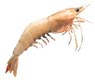 Grooved Tiger Shrimps