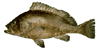 Grouper