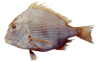 Long Finned Seabream