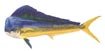 Mahi Mahi