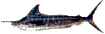 Marlin