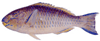 Parrotfish