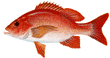 Red Snapper