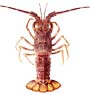 Rock Lobster