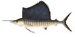 Sailfish
