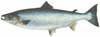 Salmon Salar