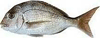 Silver Bream