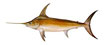 Swordfish