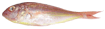 Threadfin Bream