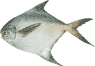 White Pomfret