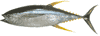 Yellowfin Tuna